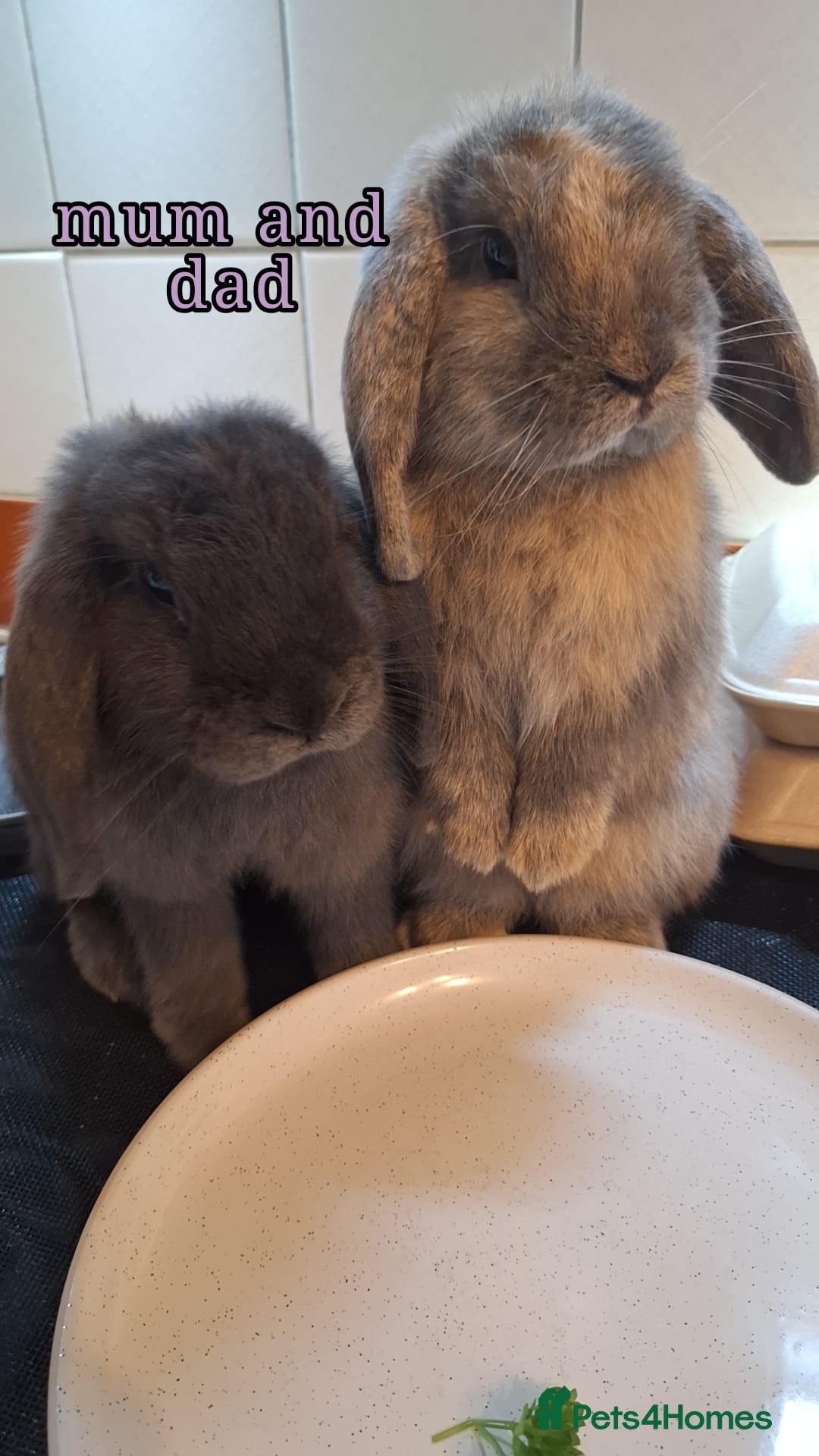 Mini Lop rabbits for sale: Mini Lop rabbits - Advert 6