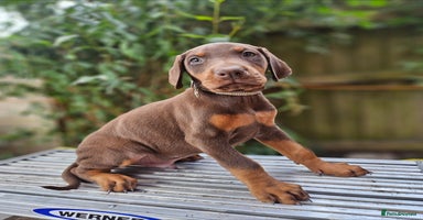Dobermann dogs - Advert 12