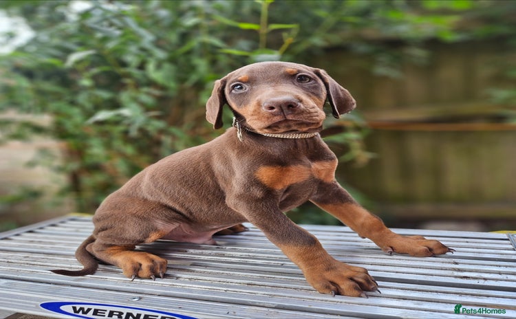 Dobermann dogs - Advert 1