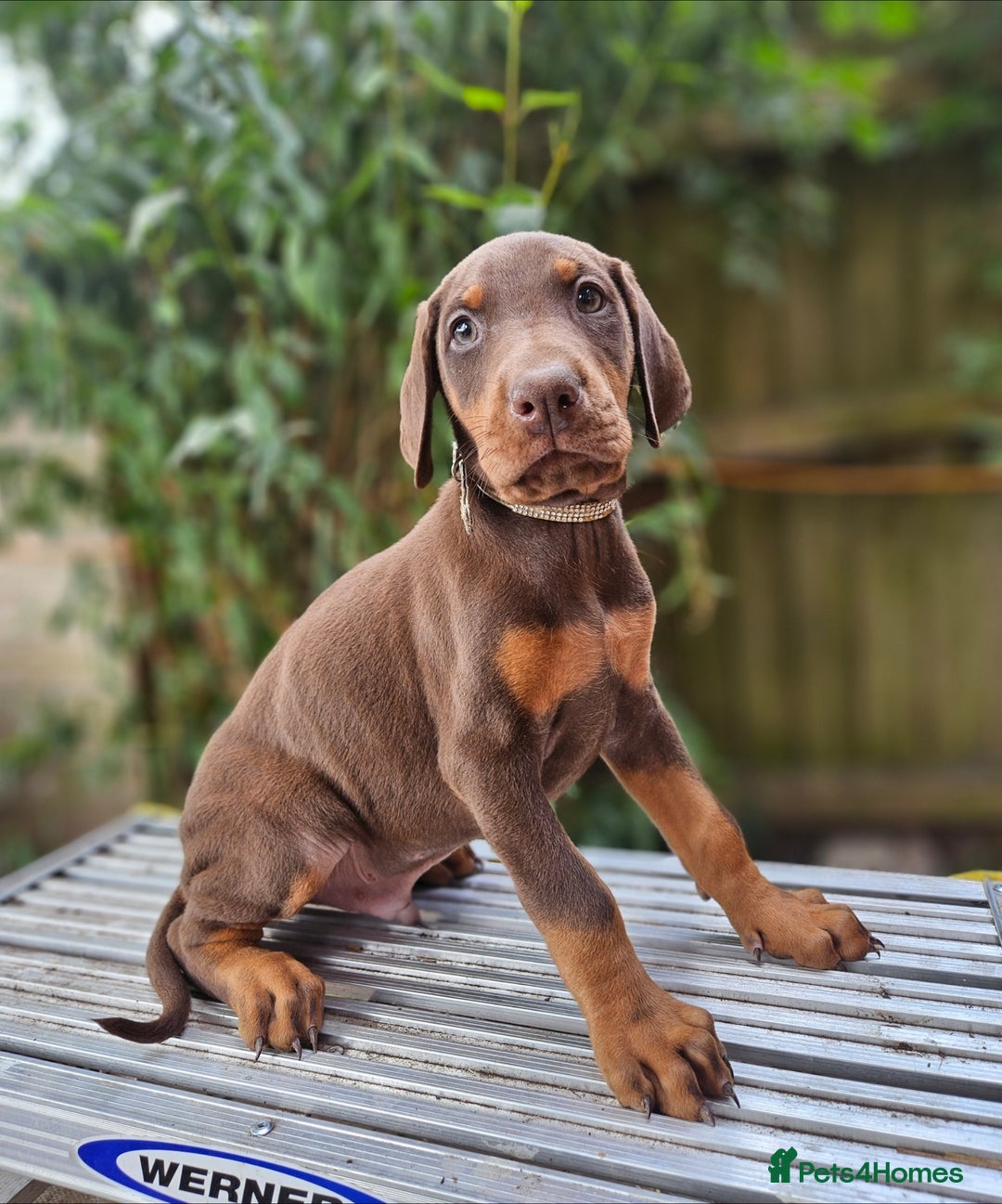 Dobermann dogs for sale: Elite Class World Champion Pedigree Pups KC'D - Image 1