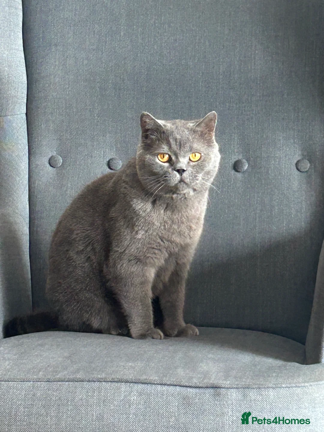 British Shorthair cats for sale: BRITISH SHORT HAIR KITTENS  - Advert 7