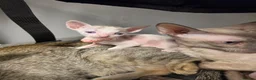 Cornish Rex cats for sale: Beautiful cornish rex kittens! - Advert 10