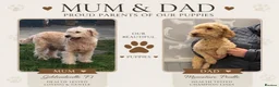 Mini Goldendoodle dogs for sale: 2 beautiful mini goldendoodle puppies ❤️ - Advert 5
