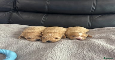 Maltipoo dogs - Advert 5