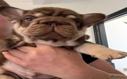 French Bulldog dogs for sale: 2 fluffy frenchies ready to leave 3rd july in Ferndale - Image 3