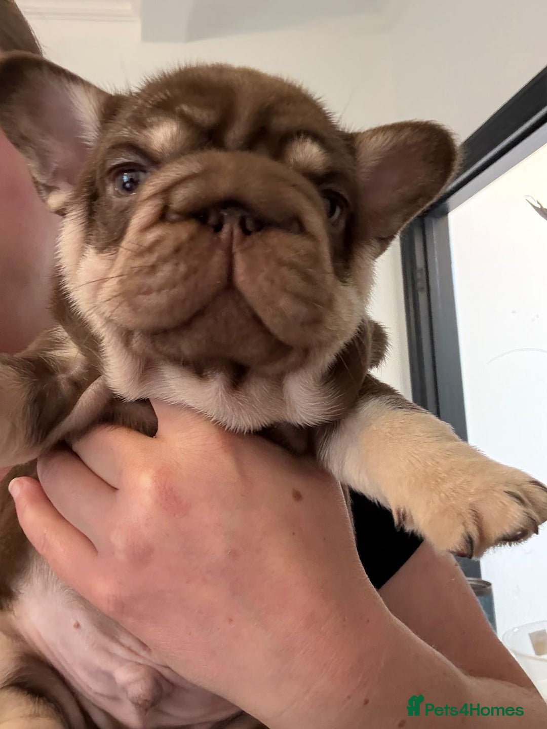 French Bulldog dogs for sale: 2 fluffy frenchies ready to leave 3rd july in Ferndale - Image 3
