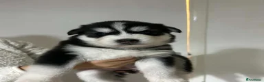 Siberian Husky 8