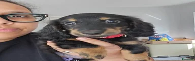 Miniature Dachshund 1