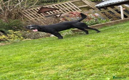 Labrador Retriever dogs for sale: Labrador Retriever Puppies  - Image 13