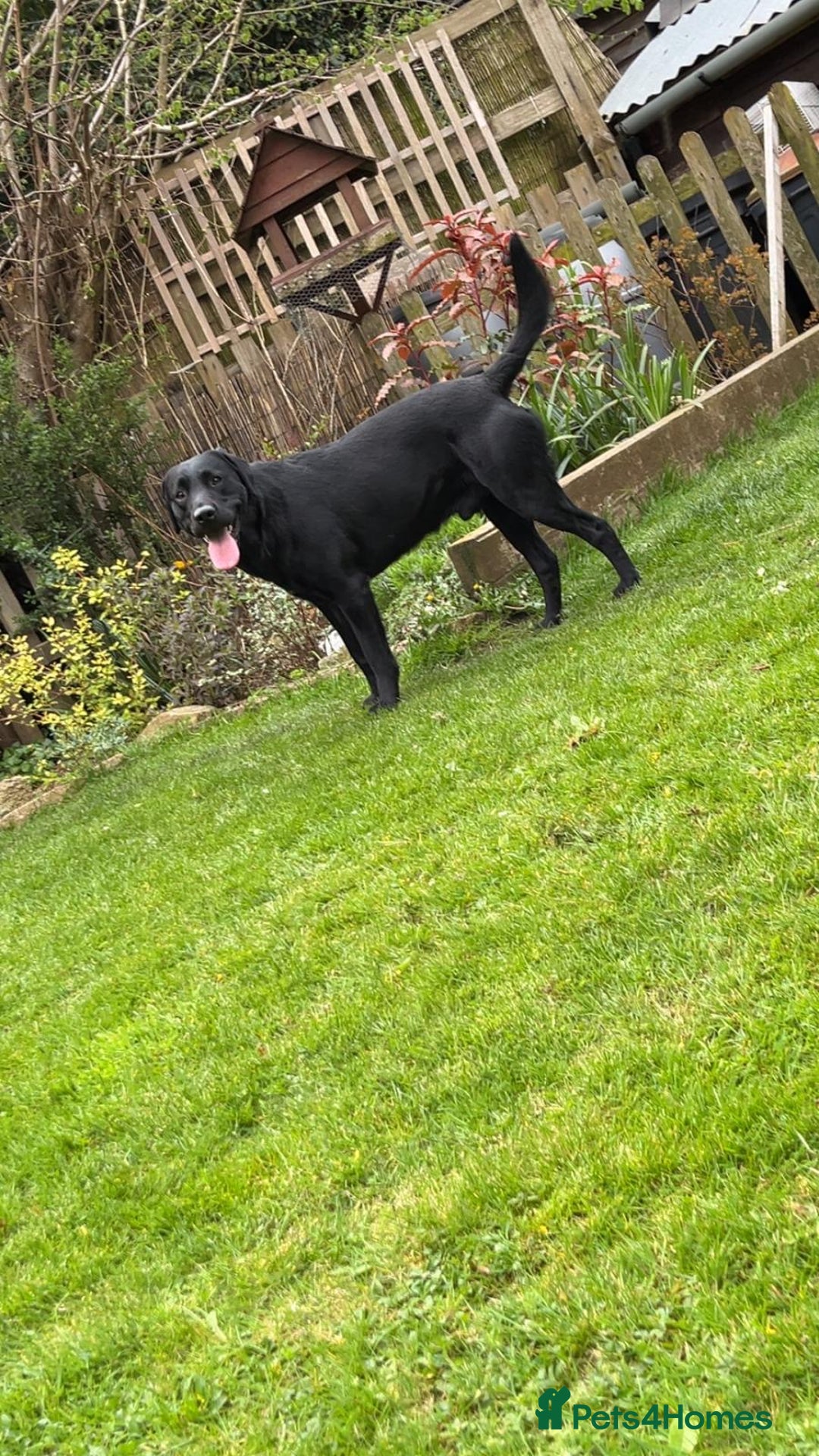 Labrador Retriever dogs for sale: Labrador Retriever Puppies  - Image 13