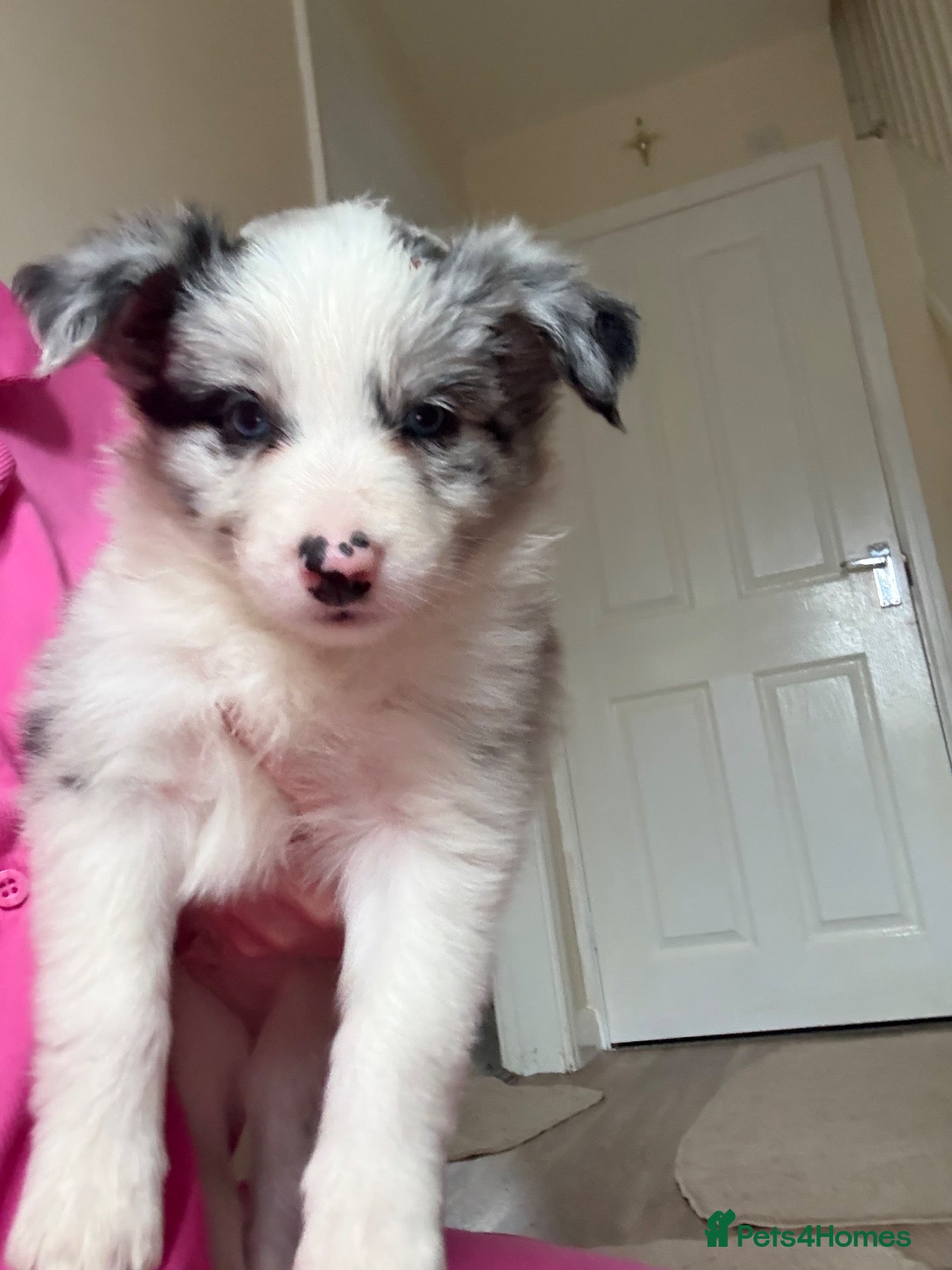 Border Collie dogs for sale: Long coated pure bred collie puppies blue merles l - Advert 1