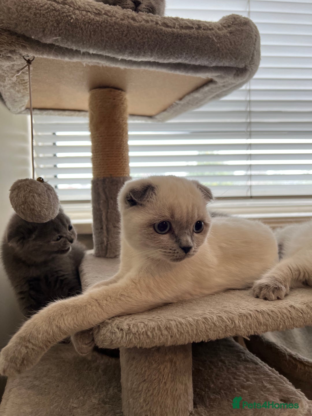 Scottish Fold cats for sale: Kittens for sale  - Image 11