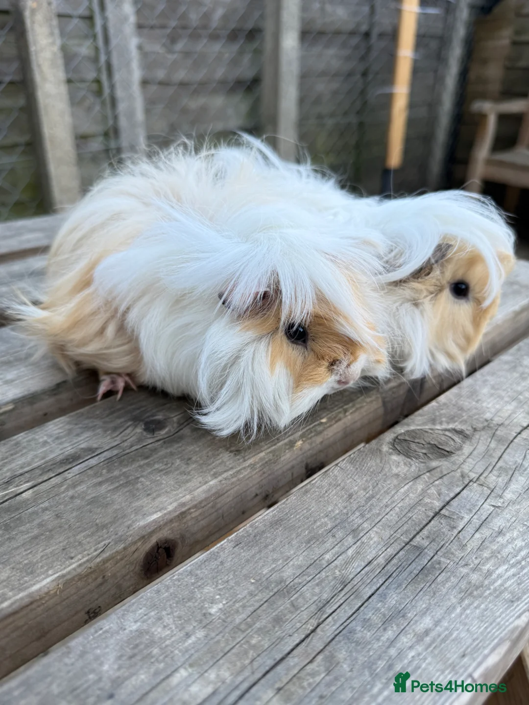 Guinea Pig rodents for sale: Gorgeous girls  - Advert 2