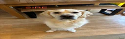 Golden Retriever dogs for sale: 7 Beautiful Golden retriever puppies  - Advert 2