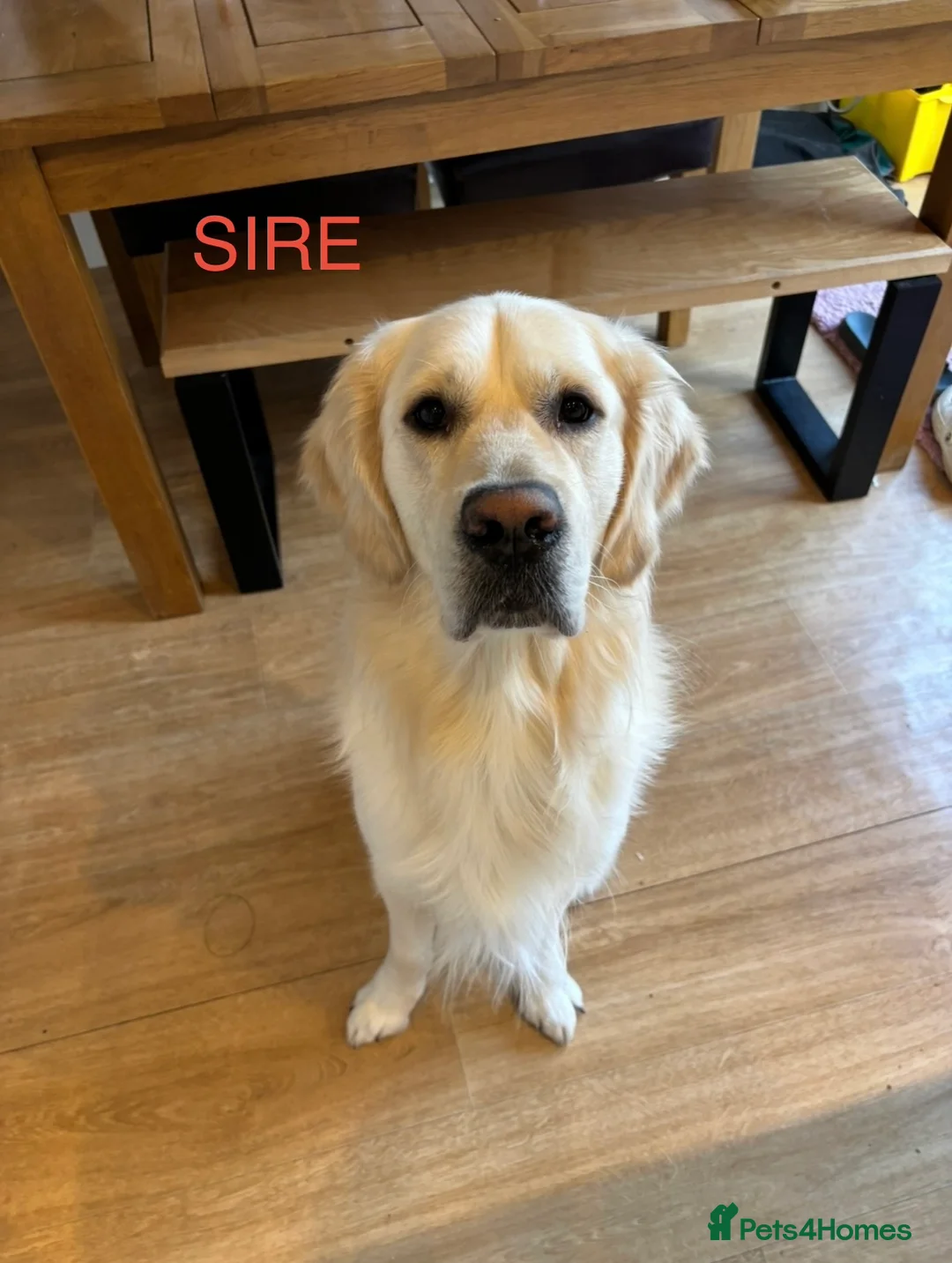 Golden Retriever dogs for sale: 7 Beautiful Golden retriever puppies  - Advert 2