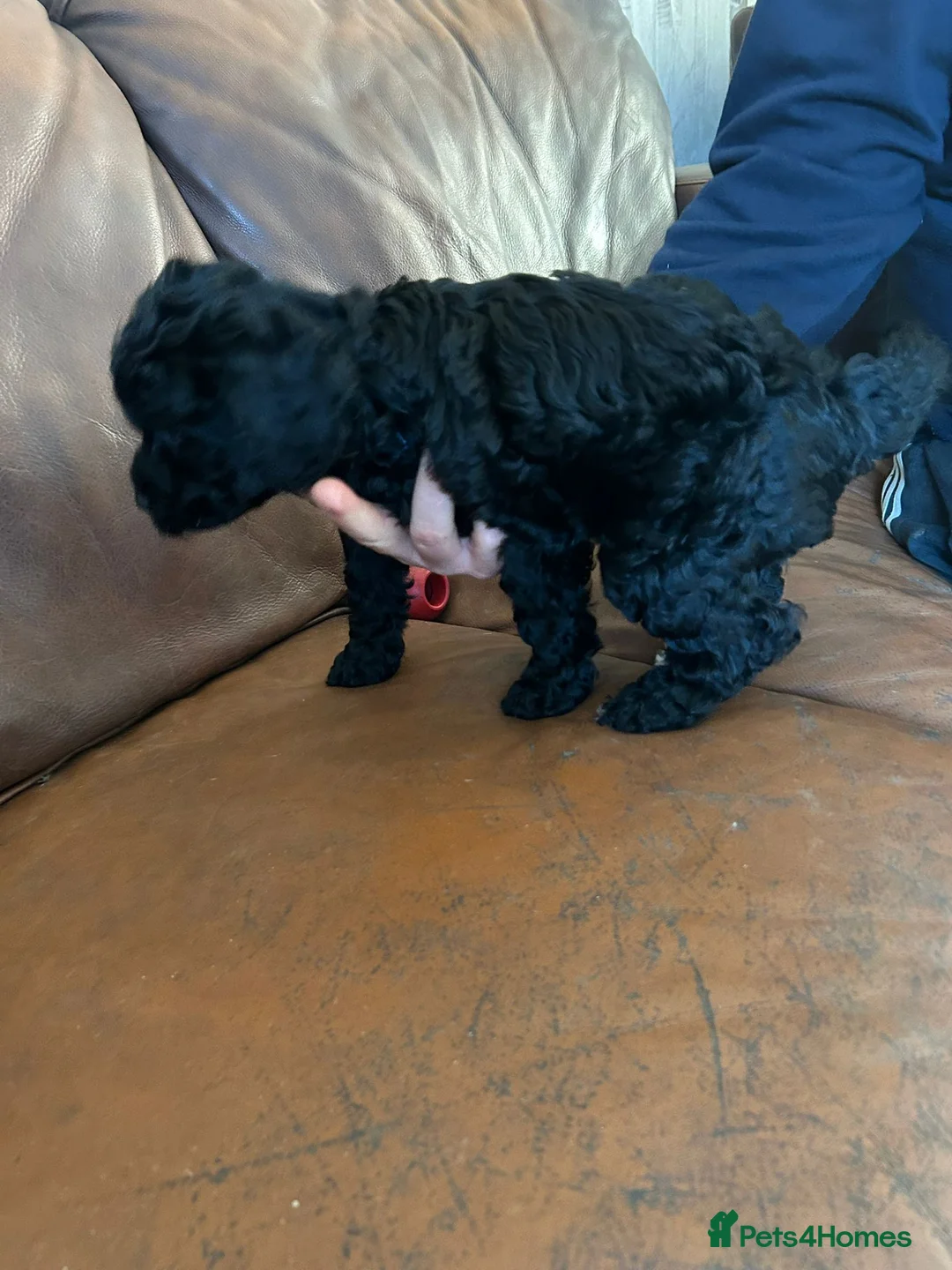 Cockapoo dogs for sale: Cockerpoo / cockapoo - Advert 13