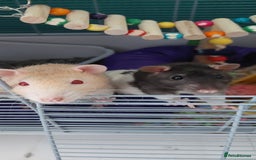 Rat rodents for sale: 2 male rats  - Image 2
