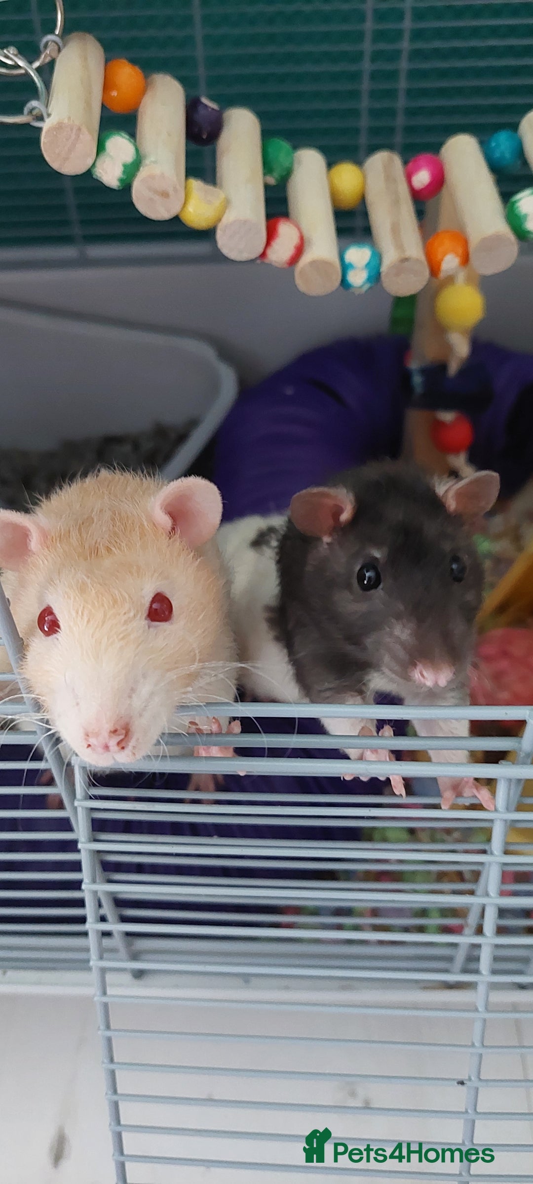 Rat rodents for sale: 2 male rats  - Image 2