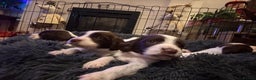English Springer Spaniel dogs for sale: English springer spaniel puppies  - Advert 3