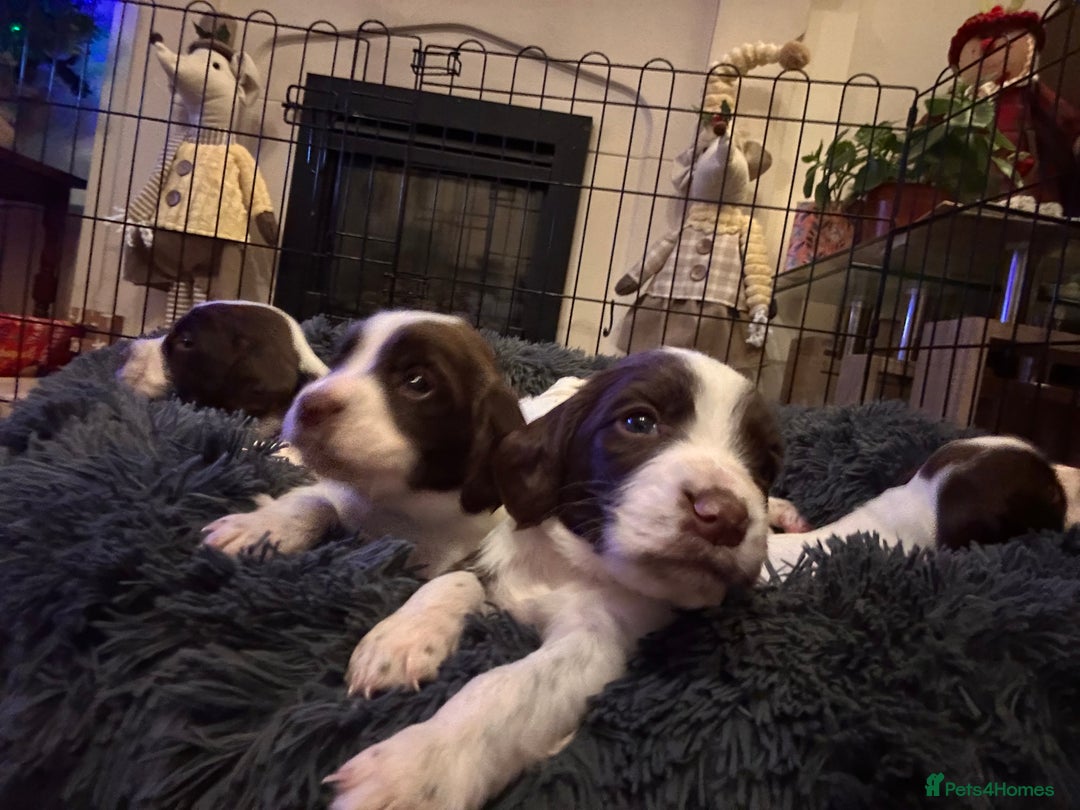 English Springer Spaniel dogs for sale: English springer spaniel puppies  - Advert 3
