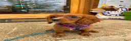 Cavalier King Charles Spaniel dogs for sale: Ruby Cavalier King Charles puppy - Advert 1
