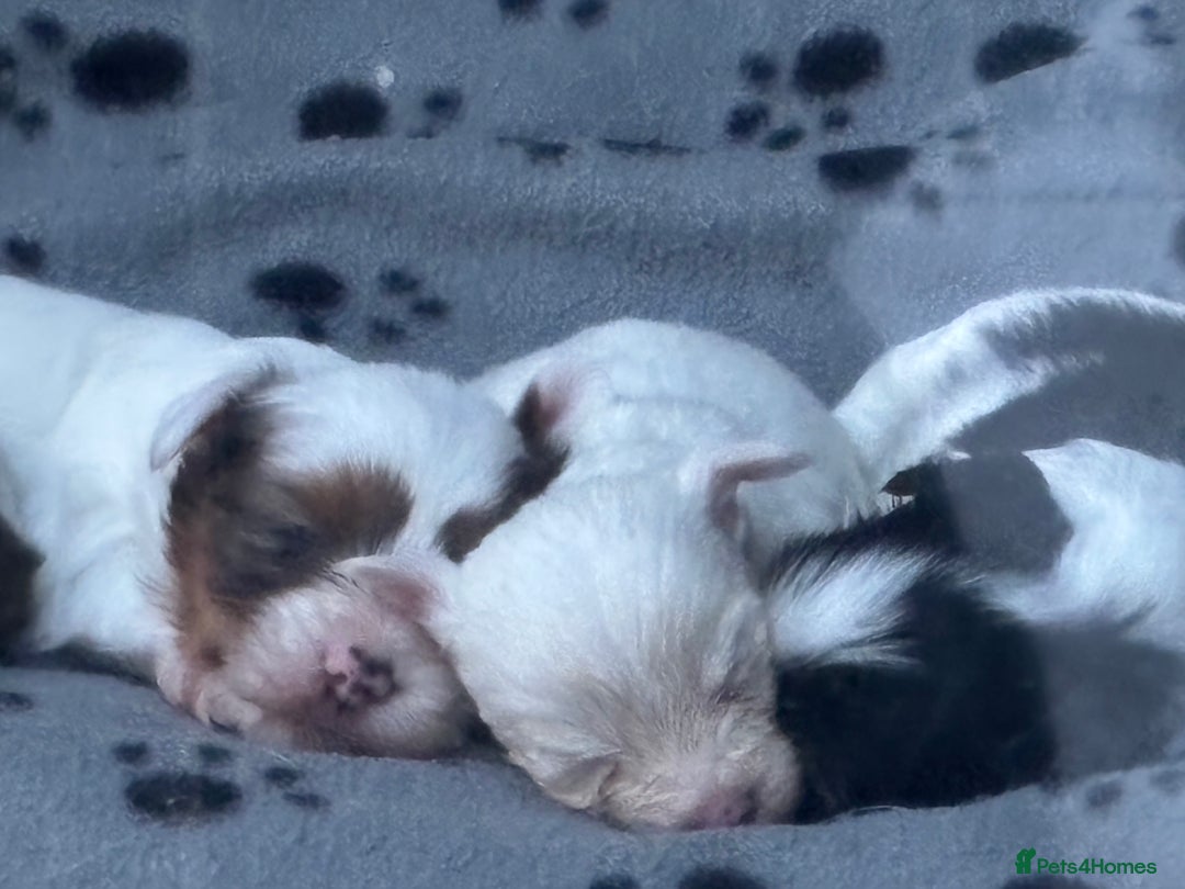 Biewer Terrier dogs for sale: 4 Biewer Terrier Puppies for Sale in Cheshire  - Image 8