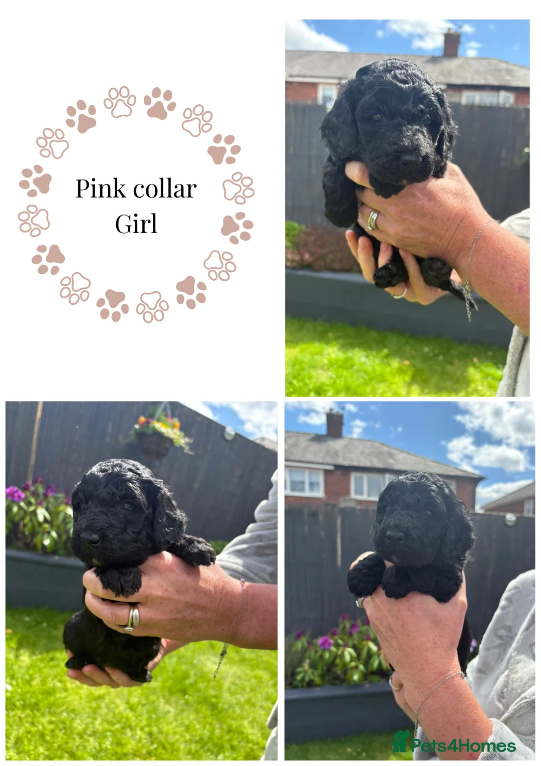 Cockapoo dogs for sale: Stunning Cockapoo Puppies looking for loving homes - Advert 20