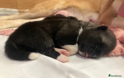Akita dogs for sale: Akita puppies  - Image 13