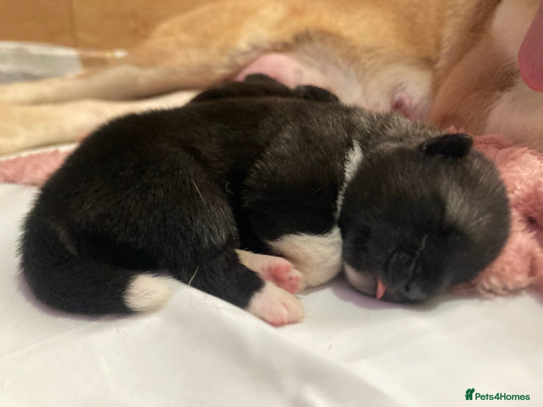 Akita dogs for sale: Akita puppies  - Image 13