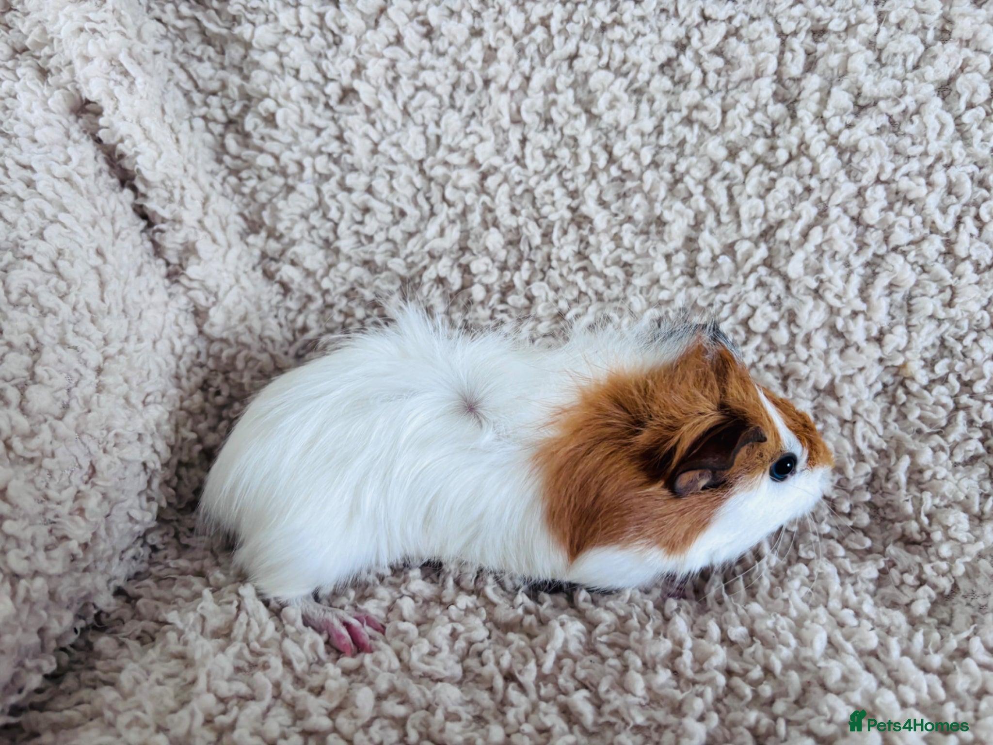 Guinea Pig rodents for sale: One Female Guinea pig  in Mansfield - Advert 2