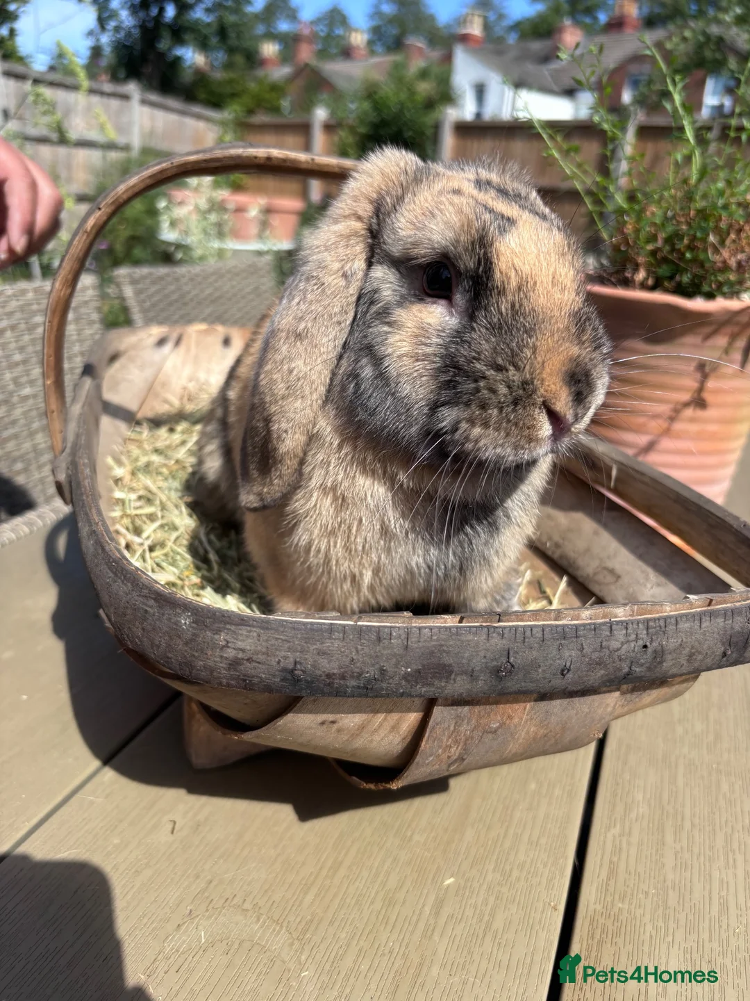 Mini Lop rabbits for sale: 2 Mini Lop boys 6 months old in Lincoln - Advert 2