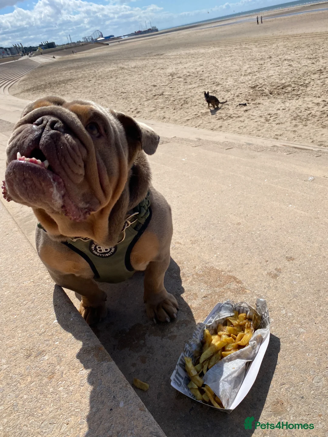 English Bulldog dogs for sale: 2 year old male bulldog  in Accrington - Advert 2