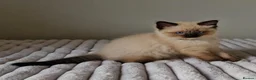 Ragdoll cats for sale: Adorable Ragdoll Kittens Looking For A New Home - Advert 31