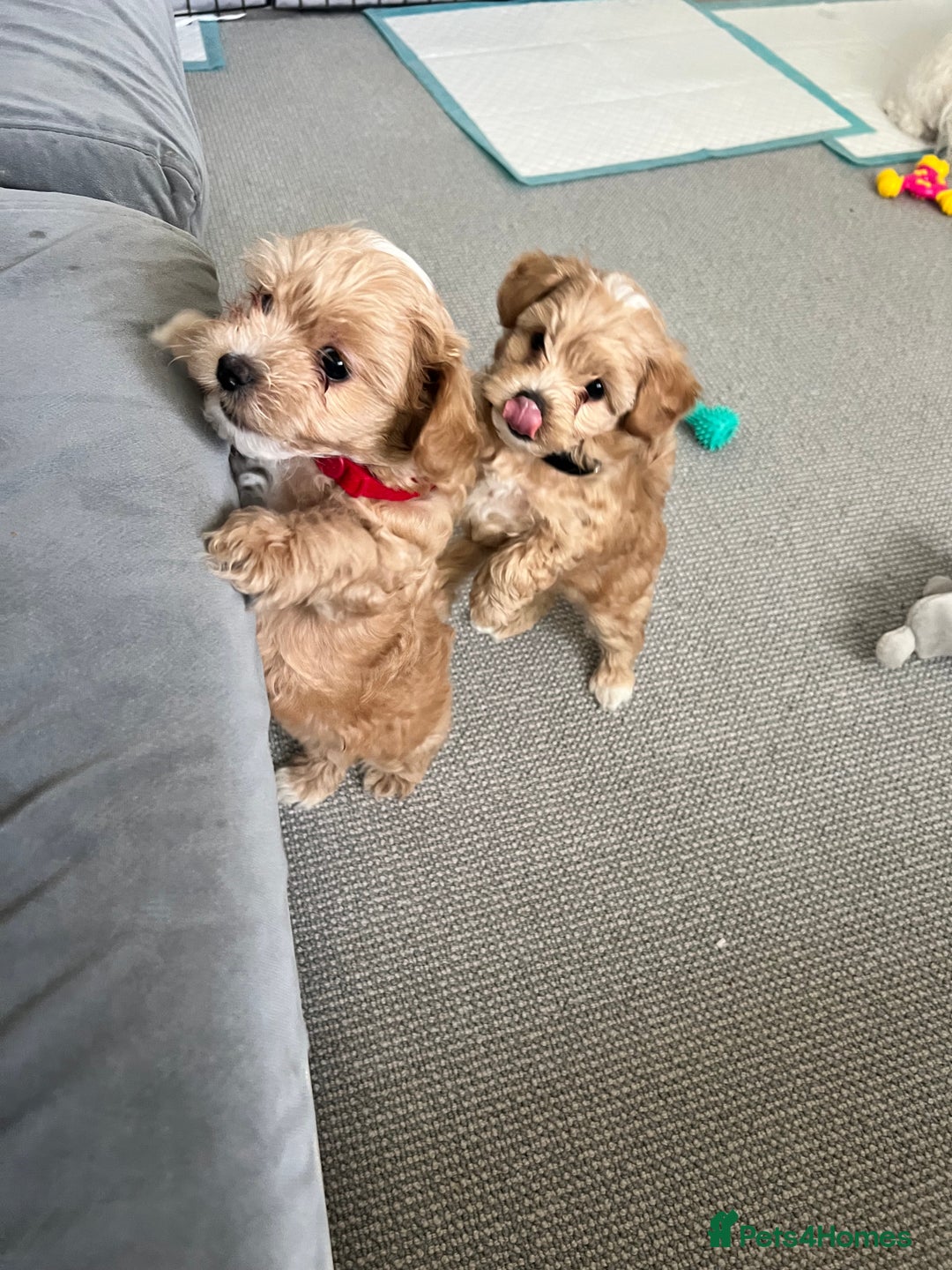 Maltipoo dogs for sale: Beautiful Tiny Maltipoo 3 girls 1 boy  - Image 18