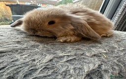 Mini Lop rabbits for sale: Lovely pair of mini lops. - Advert 8