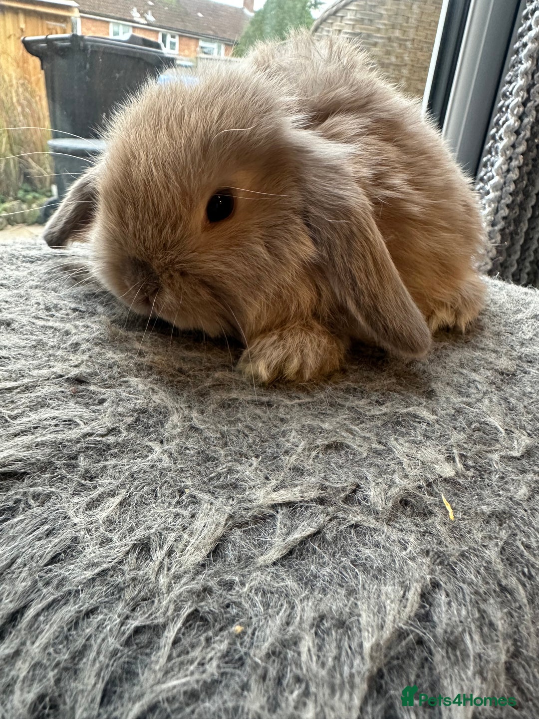 Mini Lop rabbits for sale: Lovely pair of mini lops. - Advert 8