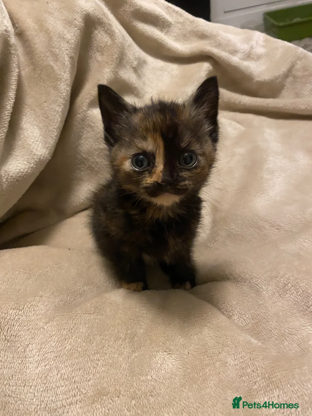 Mixed Breed cats for sale: 2 kittens in Crewe - Advert 1