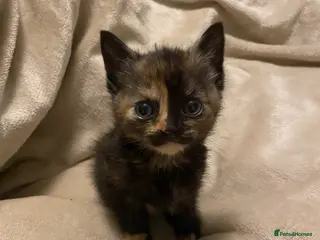 Mixed Breed cats 2 kittens - Advert 1