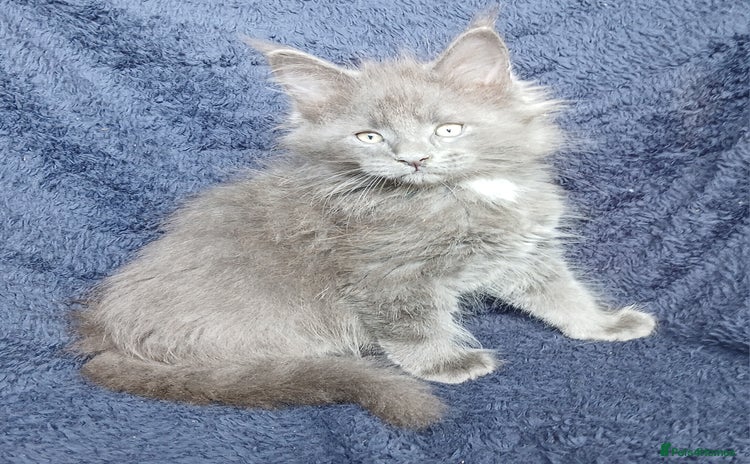 Maine Coon cats - Advert 2