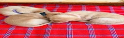 Labrador Retriever dogs for sale: Working fox Red/yellow Labradors - Advert 14