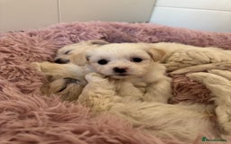 Bichon Frise dogs for sale: 🤍 3 female and 5 male are looking for a family.  - Image 7