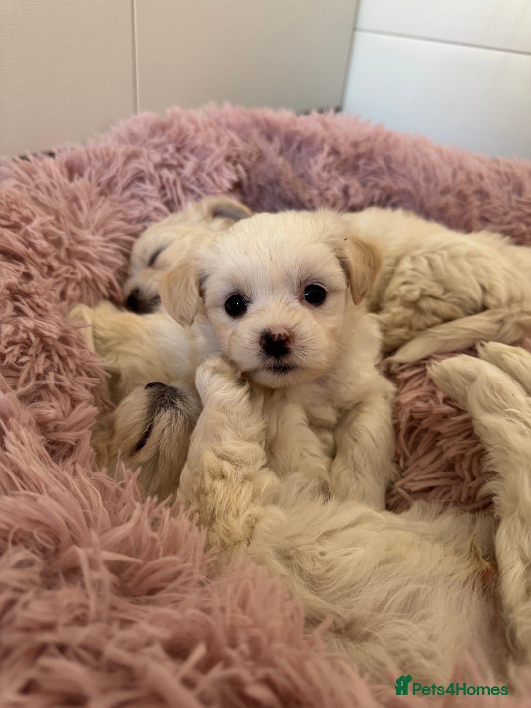 Bichon Frise dogs for sale: 🤍 3 female and 5 male are looking for a family.  - Image 7