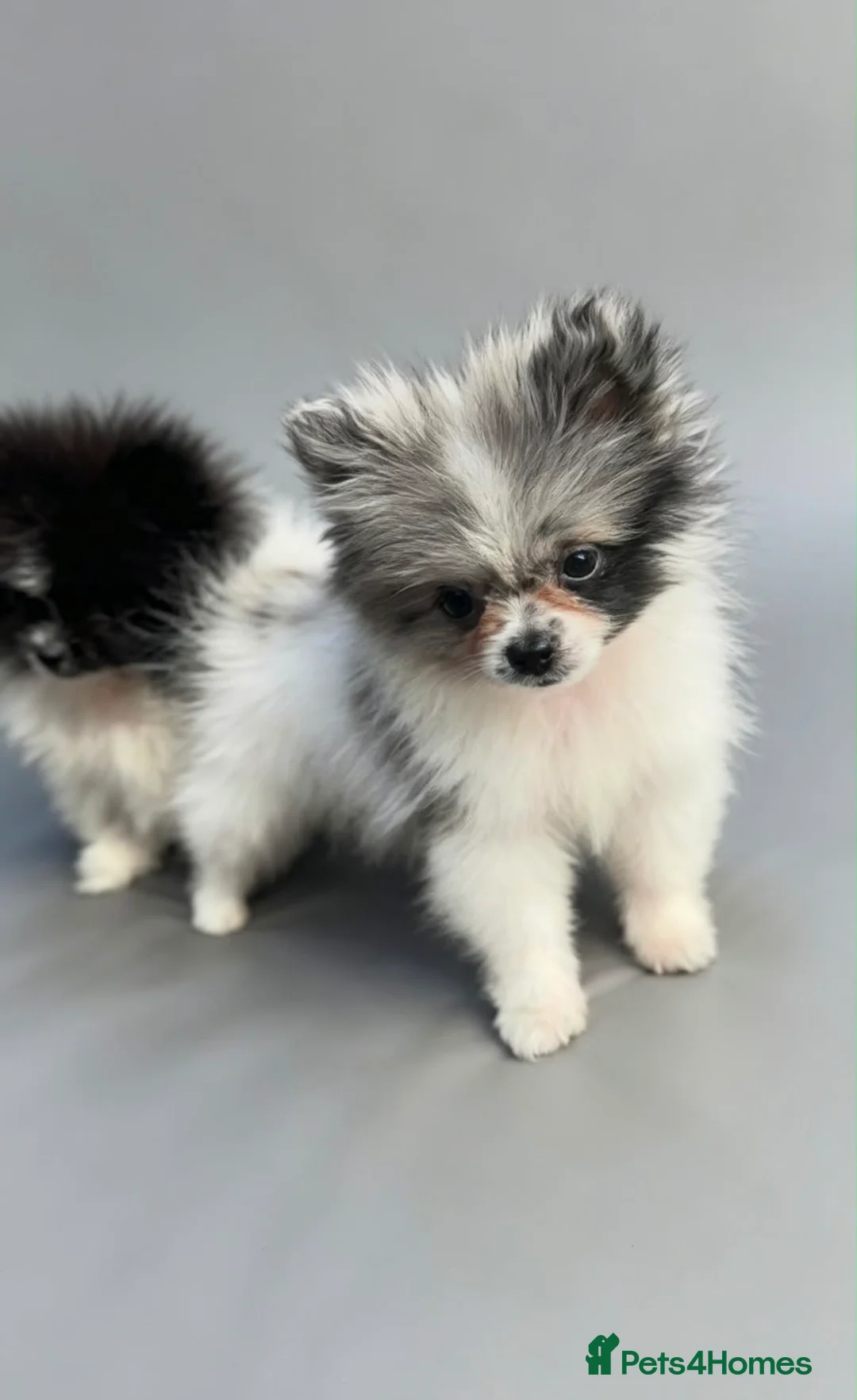 Pomeranian dogs for sale: Pomeranian’s  - Advert 2