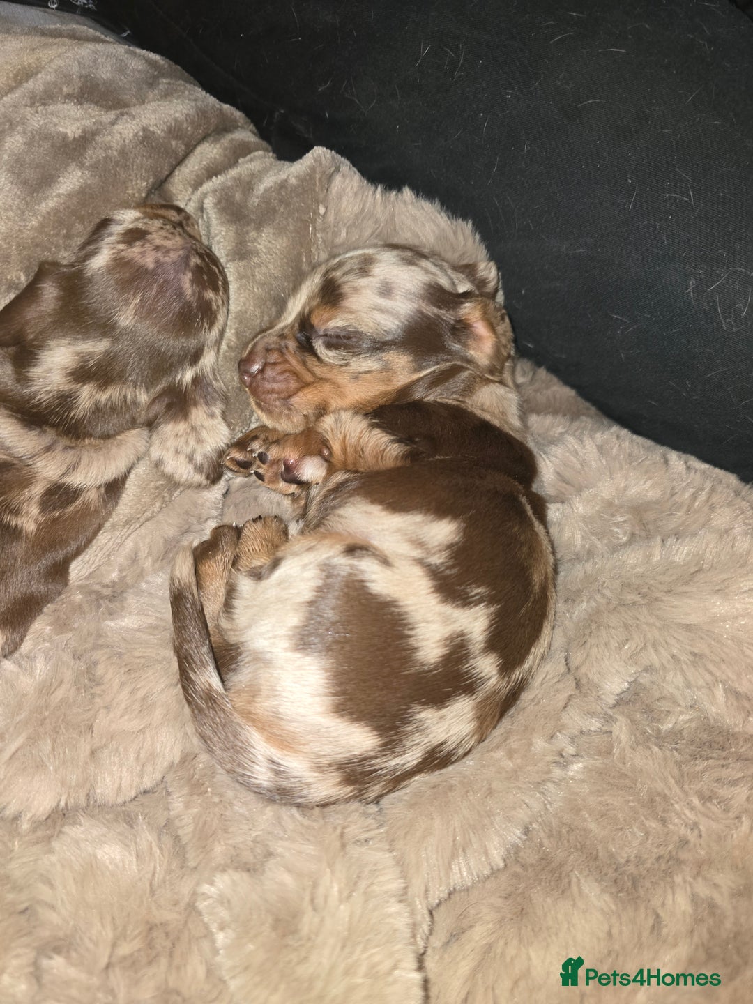 Miniature Dachshund dogs for sale: Gorgeous chocolate dapple miniature dachshunds - Advert 2
