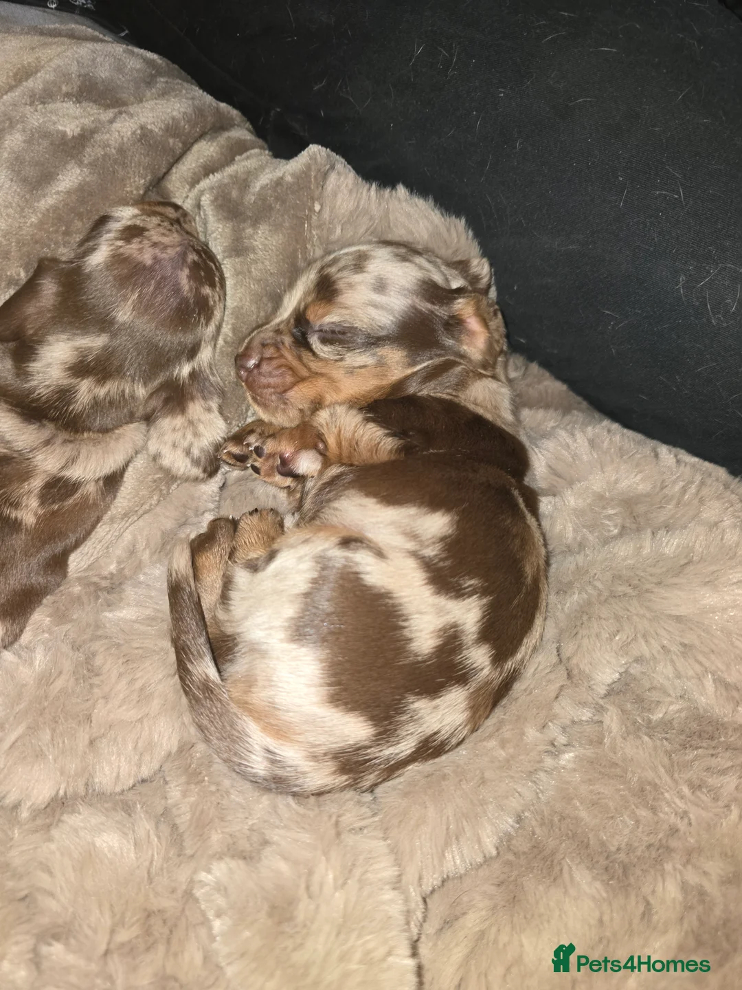 Miniature Dachshund dogs for sale: READY NOW 1 female dapple mini dachshund - Advert 16