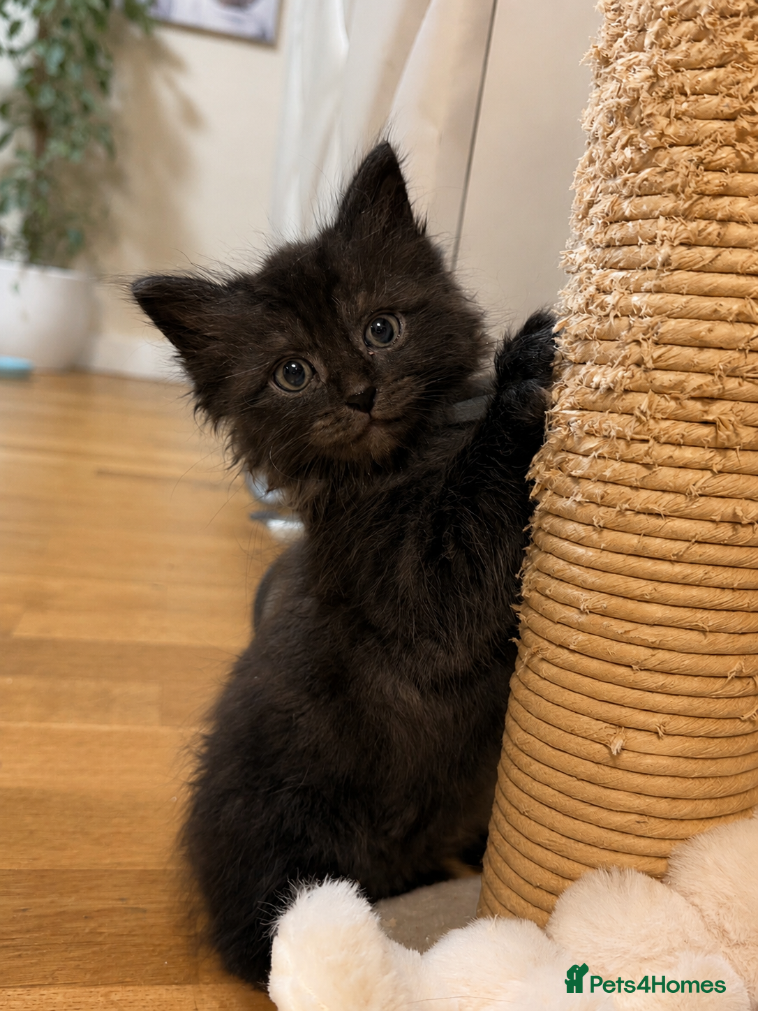 Ragcoon cats 🐾 Seal Point Ragdoll×Silver Maine Coon Kittens 🐾 - Advert 2