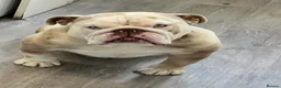 English Bulldog dogs for stud: For stud only - Advert 3