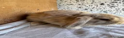 Mini Lop rabbits for sale: mini lop - Advert 6