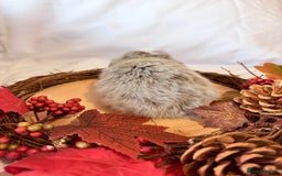 Mini Lop rabbits for sale: Gorgeous Pure Bred Mini Lops 💛 | RESERVE NOW 🐰 - Image 6