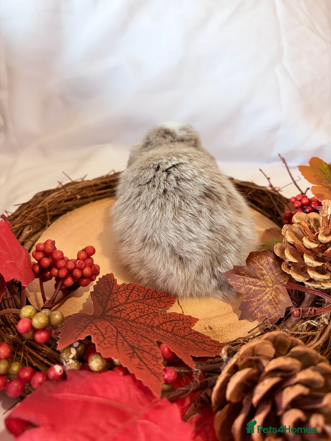 Mini Lop rabbits for sale: Gorgeous Pure Bred Mini Lops 💛 | RESERVE NOW 🐰 - Image 6